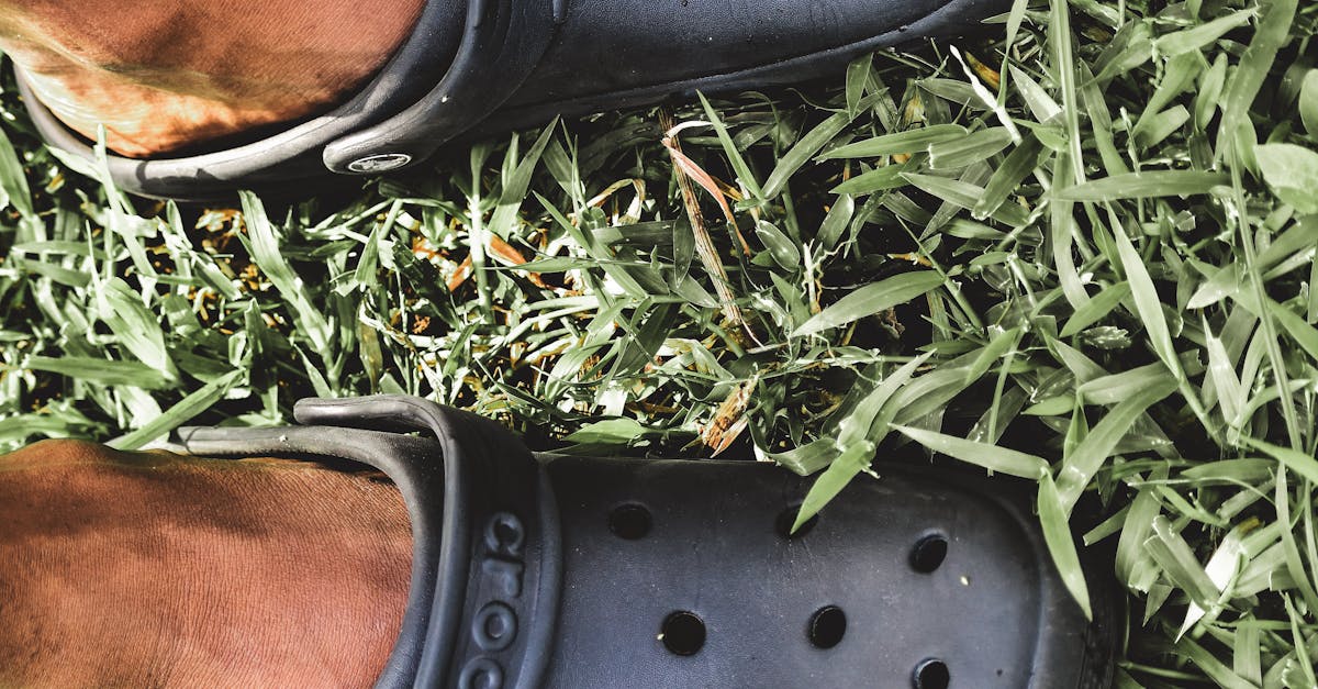 Lawn Maintenance in Chandler